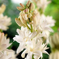 Asperata Flower Seeds for Planting, Unique Variety, 100 pcs