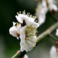 White Philadelphus Flower Seeds for Planting - 100 pcs