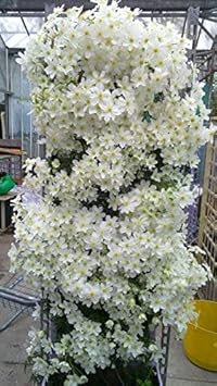 Heirloom Non-GMO White Clematis Flower Seeds for Planting ƒ?? Climbing Vine Blooms for Trellises