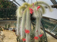Winteria Colademononis Red Plant Seeds for Planting - 100 Pcs pcs