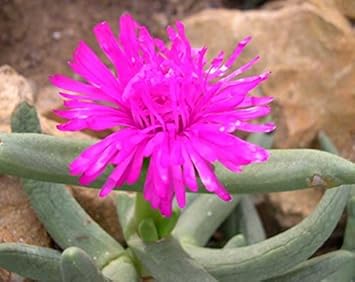 Organic Pink Namaquanthus Flower Seeds for Planting ƒ?? Heirloom, Non-GMO