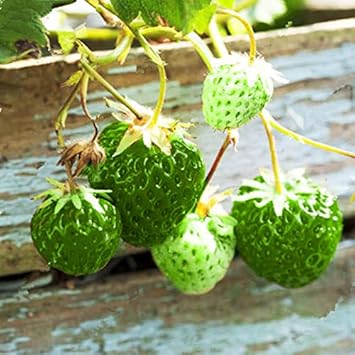 Strawberry Green Fruit Seeds for Planting - Growing Heirloom & non GMO seeds