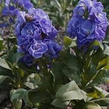 Organic Blue Matthiola Incana Flower Seeds for Planting – Heirloom, Non-GMO