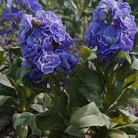 Organic Blue Matthiola Incana Flower Seeds for Planting – Heirloom, Non-GMO