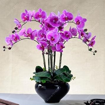 Orange Mini Orchid Flower Seeds for Planting - 100 pcs