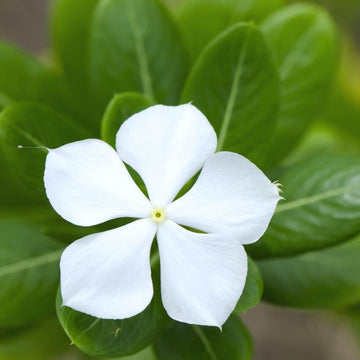 Castor flower seeds - NON GMO Seeds for planting in home garden