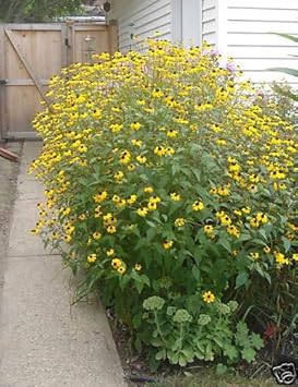 Yellow Rudbeckia Triloba Flower Seeds for Planting Wildflowers - Heirloom & Non GMO