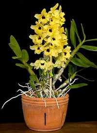 Yellow Dendrobium Orchid Plant Seeds for Planting, 100 pcs