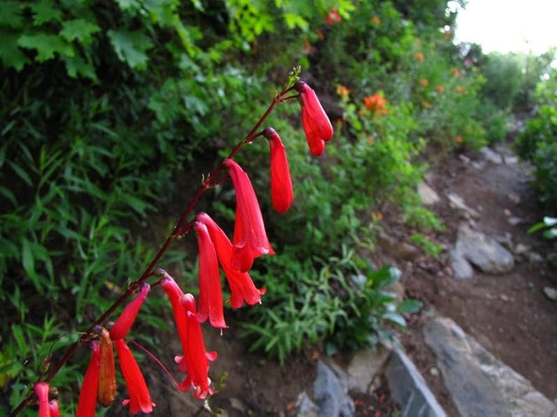 Heirloom Non-GMO Penstemon Eatonii Flower Seeds for Planting – for Drought-Tolerant Gardens