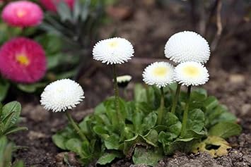 White Bellis Perennis Seeds for Planting - NON GMO Seeds