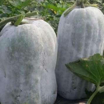 Ash Gourd Seeds for Home Garden, 100 Pcs pcs