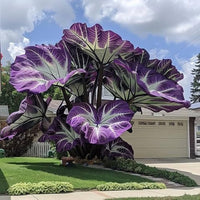Bulk Elephant Ear bulbs growing into lush green foliage plants outdoors.
