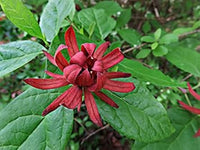 Heirloom (Heirloom scientific name) for planting in garden