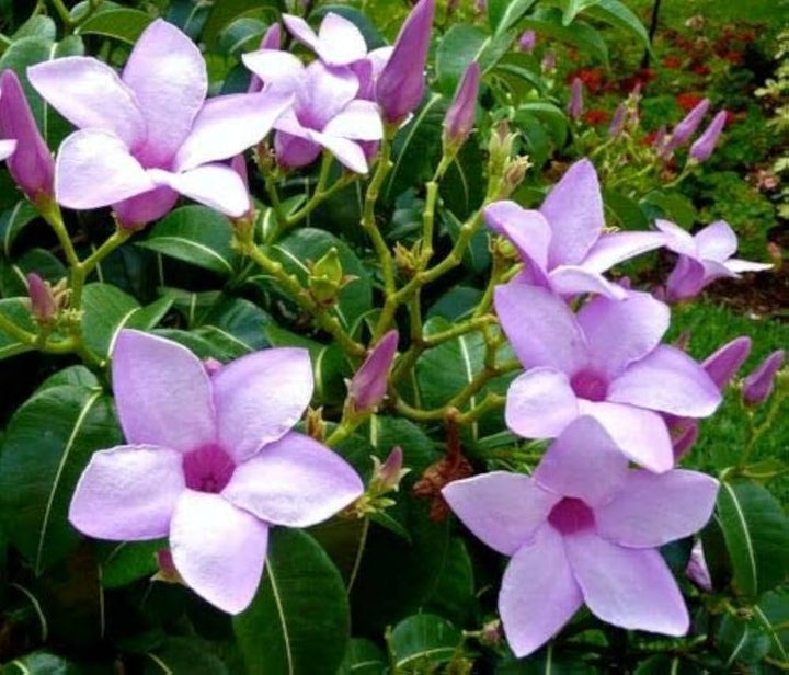 Cryptostegia Flower Seeds – Heirloom, Non-GMO Flower Seeds for Planting