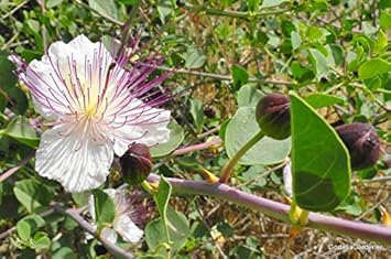 Blue Caper Flower Seeds for Planting - 100 pcs