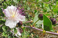 Blue Caper Flower Seeds for Planting - 100 pcs