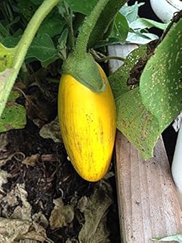 Yellow Eggplant Seeds for Planting - 100 Pcs pcs