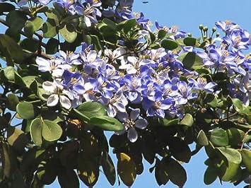 Blue Lignum Vitae Flower Planting Seeds for Garden NON GMO Seeds for planting in home garden
