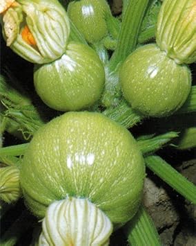 Ronde de Nice Cucumber Cucumis sativus seeds for garden planting