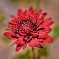 Heirloom Non-GMO Red Chrysanthemum Flower Seeds for Planting – Bold Autumn Garden Blooms for planting in your garden.