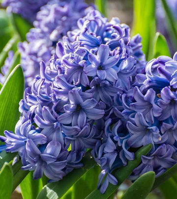 Hyacinthus Blue Flower Seeds for Planting – Organic, Heirloom, Non-GMO Seeds for planting in your garden.