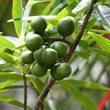 Heirloom Rudraksha Sacred Tree Seeds â€“ Nonâ€‘GMO Spiritual Garden Seeds