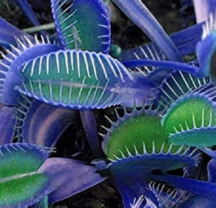 Blue Green Venus Fly Trap Seeds â€“ Heirloom, Non-GMO Carnivorous Plant Seeds for Planting
