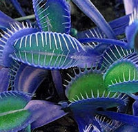 Blue Green Venus Fly Trap Seeds â€“ Heirloom, Non-GMO Carnivorous Plant Seeds for Planting