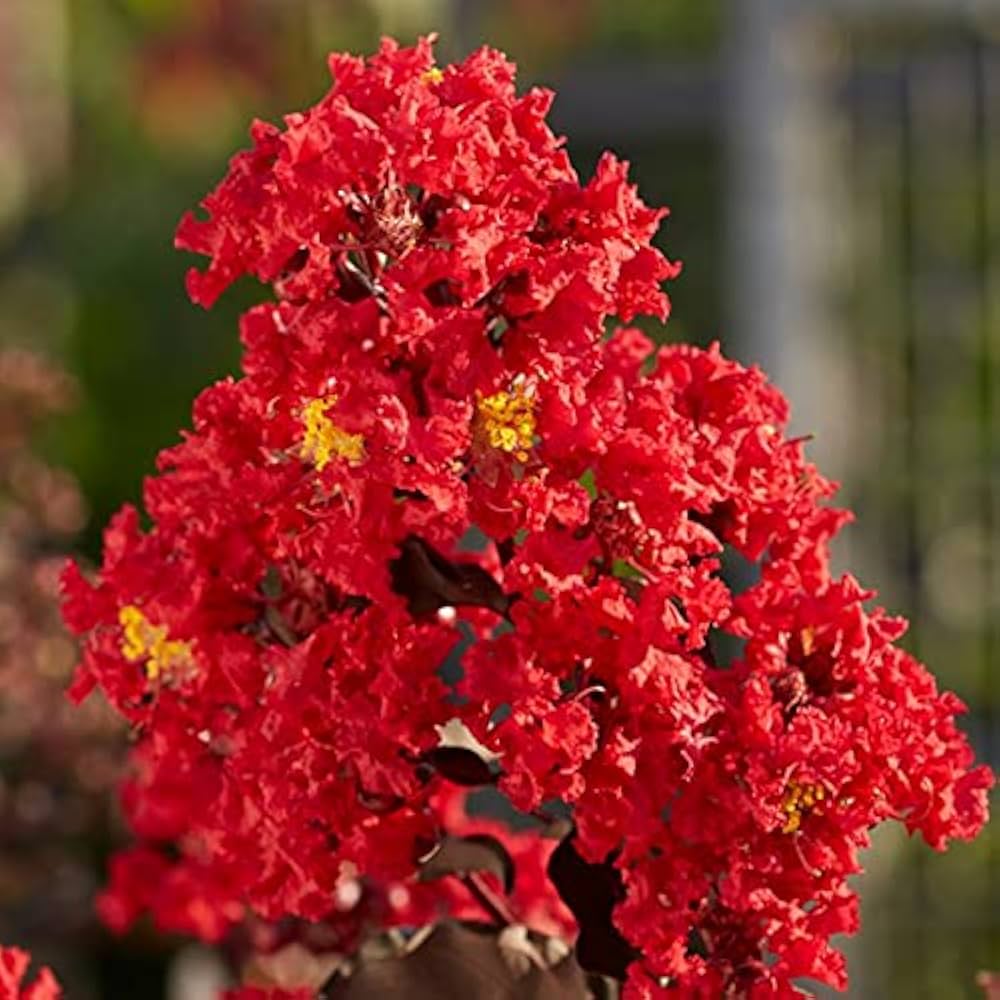 Red Crape Tree Flower Seeds for Planting - 100 pcs seeds for planting in home garden