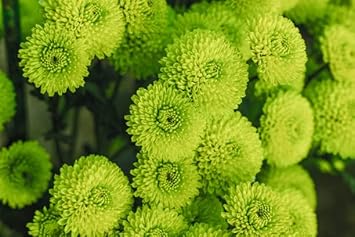 Green Chrysanthemum Flower Seeds - 100 pcs