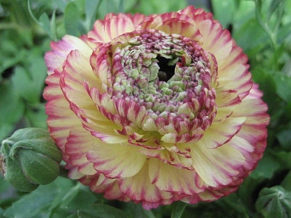 Brown Shade Japanese Ranunculus Flower Seeds ƒ?? Heirloom, Non-GMO Flower Seeds for Planting