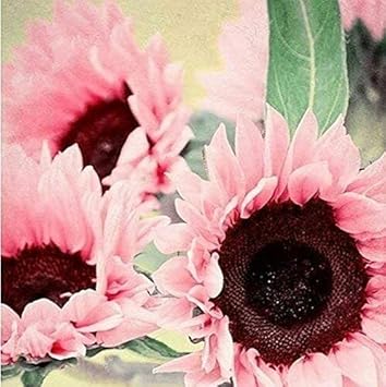 Bright Pink Sunflower Seeds for Planting â€“ Unique Color Blooms for Your Garden