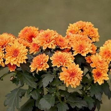 Orange (Orange scientific name) for planting in garden