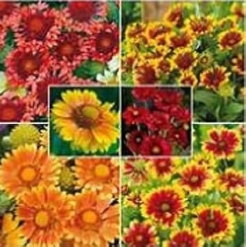 100 Pcs