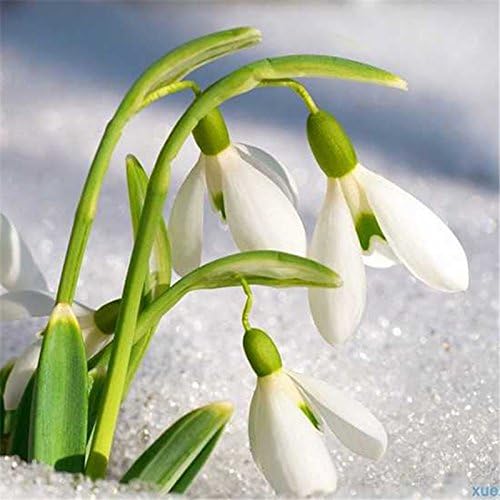 White Galanthus Nivalis Flower Seeds for Planting - NON GMO Seeds