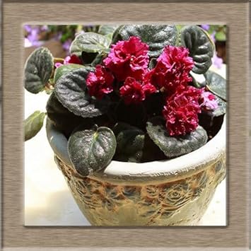 African (African scientific name) for planting in garden