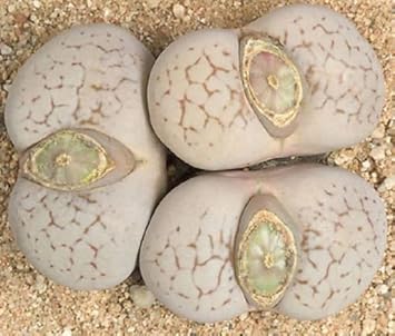Heirloom Non-GMO Yellow White Dinteranthus Plant Seeds for Garden Planting – Rare Succulent Variety