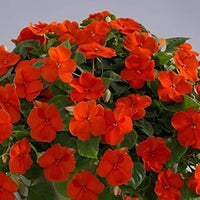 Orange Impatiens Flower Seeds for Planting - 100 pcs