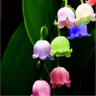 100 Pcs