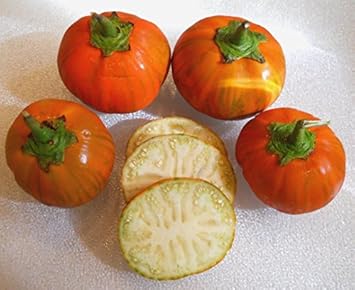 Orange Green Eggplant Solanum melongena for planting in urban garden