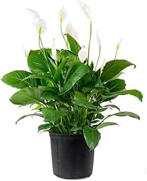 Green Spathiphyllum Plant Seeds for Planting - 100 pcs seeds for planting in home garden