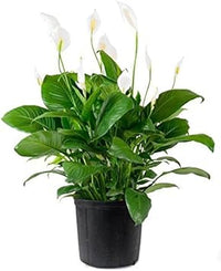 Green Spathiphyllum Plant Seeds for Planting - 100 pcs seeds for planting in home garden