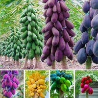 Mixed Papaya Fruit Seeds for Planting - Rare Seedless Variety with Tangy-Sweet Taste