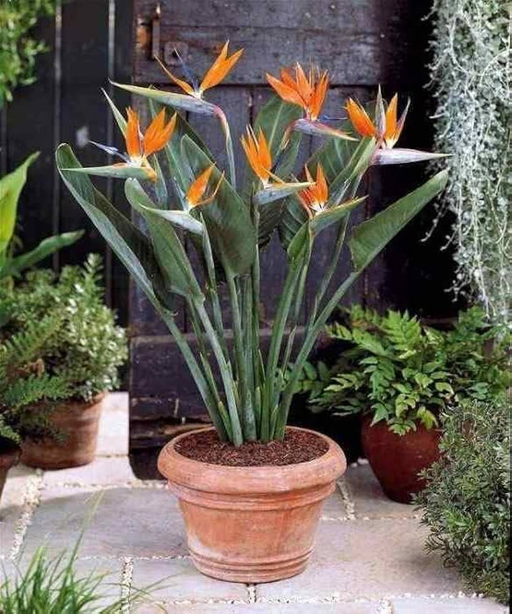 Paradise Flower Seeds for Planting - 100 pcs