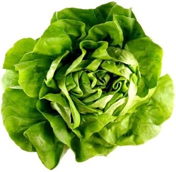 Bibb Lettuce Lactuca sativa seeds for garden planting