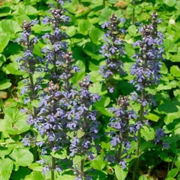 Semillas Flower Seeds for planting in home garden
