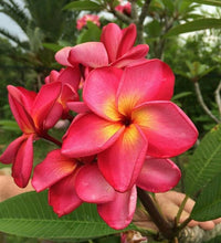 Heirloom Non-GMO Maroon Frangipani Flower Seeds for Planting ƒ?? Exotic Fragrant Blooms for Tropical Gardens