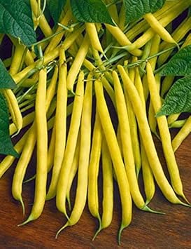 Heirloom Yellow Wax Bean Vegetable Seeds for Planting-Non GMO Seeds