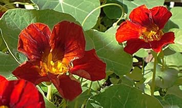 Heirloom Red Nasturtium Flower Seeds for Planting ƒ?? Non-GMO, Vibrant Edible Garden Blooms