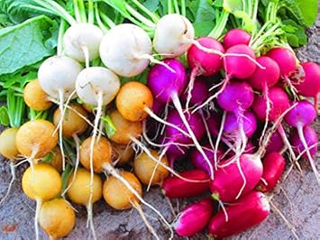 Radish Seeds for Planting, Mixed Colour - heirloom & Non-GMO Seeds